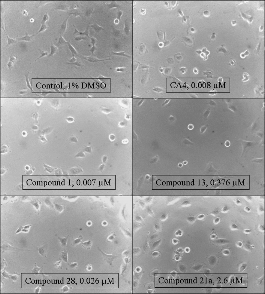 Morphological effects of combretastatin A4 (CA-4) analogues. Endothelial cells (EAhy 926 cells) were exposed to the test compounds and incubated for 2 h at the  indicated concentrations. Representative photographs were taken at a magnification of 360ꢂ.