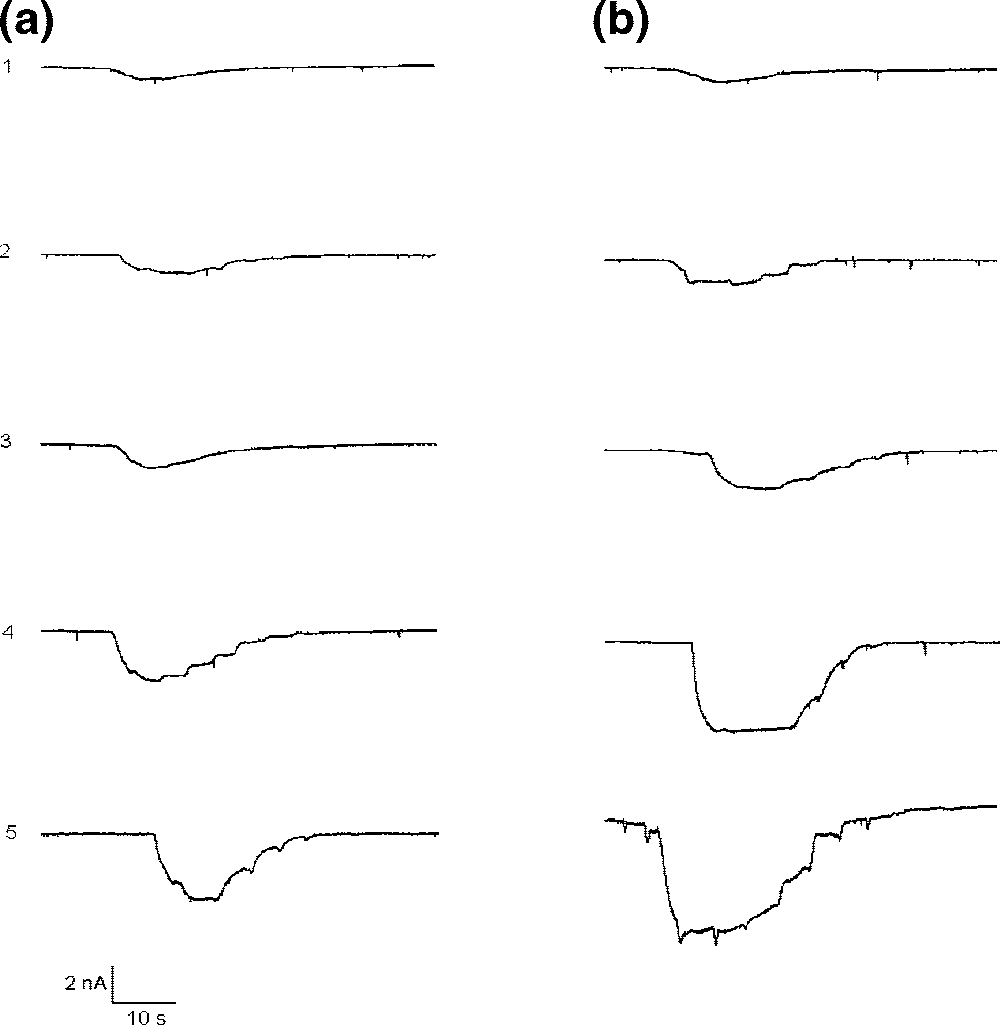 Comparative effect of different doses of CT (cyclothiazide) and 1 on currents, induced by the fixed concentration of kainic acid (KA).