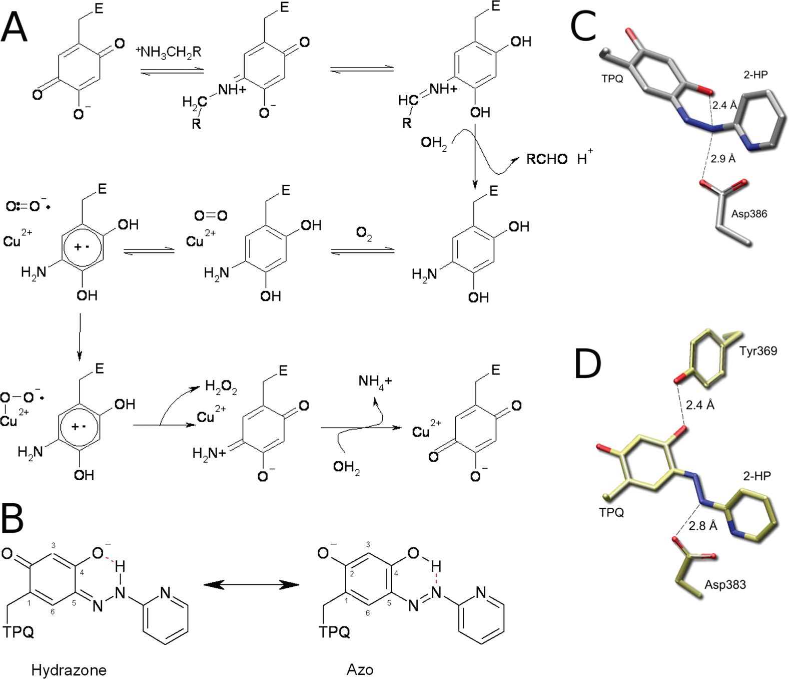 Binding of 2-hydrazinopyridine (2-HP) to TPQ.