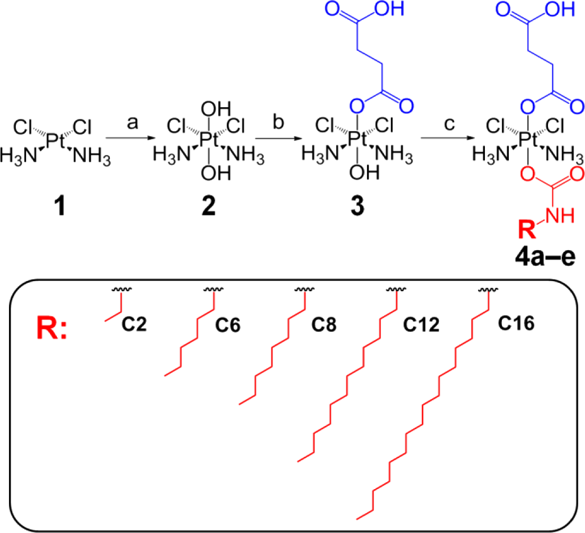 Synthetic route for the preparation of 4a−e from cisplatin: (a) 30% H2O2, 50 °C; (b) succinic anhydride, anhydrous DMSO, room temperature; (c) R−N=C=O, anhydrous DMF, room temperature