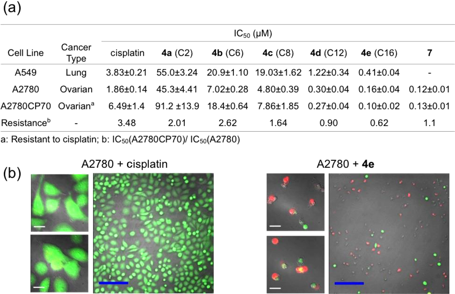 Cytotoxicity profiles of Pt(IV) prodrugs: (a) Table of IC50 values of 4a-e and 7 measured in A549, A2780, and A2780CP70 cell lines; (b) Calcein AM/ethidium homodimer-1 cell viability assay, details of which can be found in the main text and Supporting Information (white scale bar, 20 μm; blue scale bar, 200 μm).