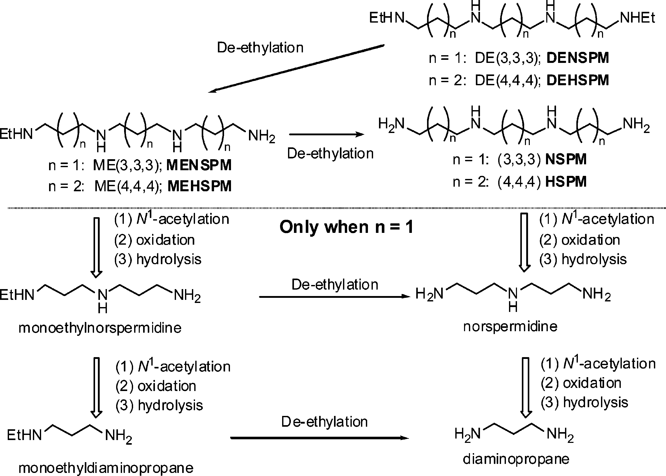 metabolism of diethylnorspermine [DENSPm; DE(3,3,3)] and diethylhomospermine [DEHSPm; DE(4,4,4)].