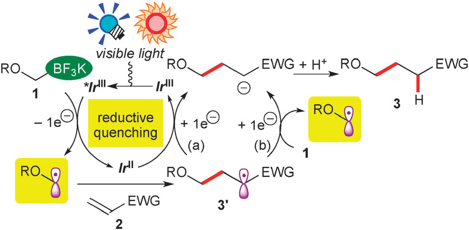 A plausible reaction mechanism.