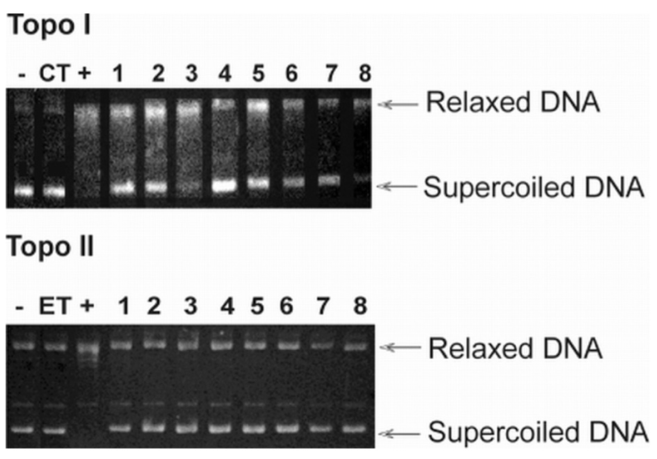 Inhibition of topoisomerase by compounds 1-8. Native pBR322 plasmid DNA (-lane) was incubated with 4 units of topoisomerase I (Topo I) and II (Topo II) without (+lane), with control (CT-camptothecin or ET-etoposide), or with drug (lanes 1-8). DNA was analyzed by 1% agarose gel electrophoresis. The gel was stained with ethidium bromide and photographed under UV light.