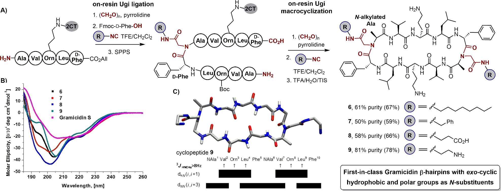 (A) Synthesis of cyclic β-hairpin structure by SPPS method involving two Ugi reactions, (B) CD spectra comparison of the double Ugi-derived β-hairpin structure and gramicidin S, and (C) average NmR-derived structure of cyclic peptide 9b