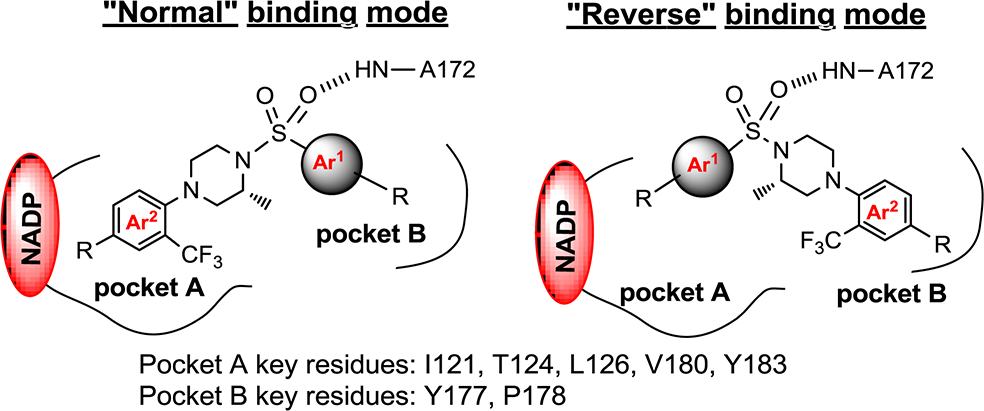 “Normal” and “reverse” binding modes of piperazine sulfonamides as 11β-HSD1 inhibitors in human 11β-HSD1 enzyme. 