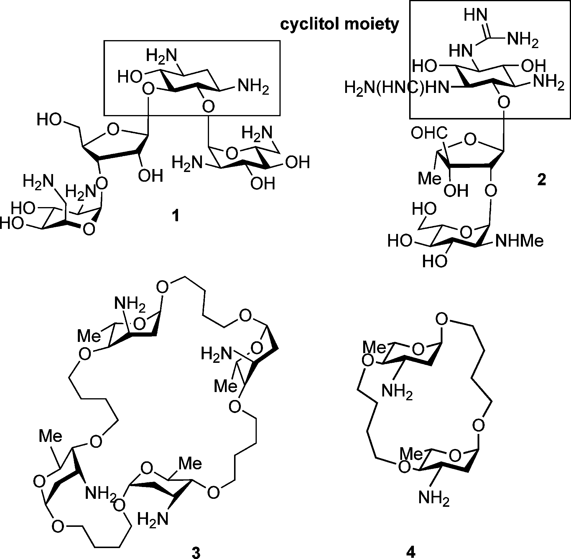 Structures of neomycin (1) and streptomycin (2), and macrocyclic neoaminoglycosides 3 and 4.