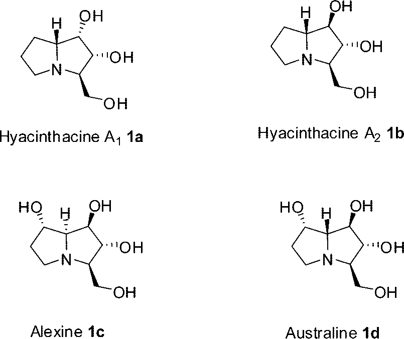 Structures of polyhydroxylated pyrrolizidines.