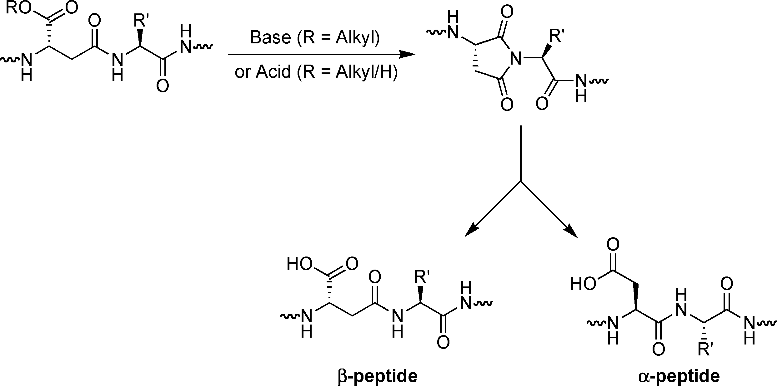 Formation of aspartimides from β-peptide derivatives.