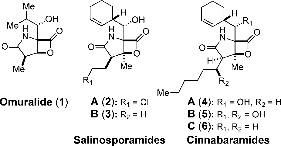 Proteasome inhibitors containing fused γ-lactam β-lactone bicyclic ring: Omuralide, salinosporamide A, salinosporamide B, cinnabaramide A, cinnabaramide B, cinnabaramide C
