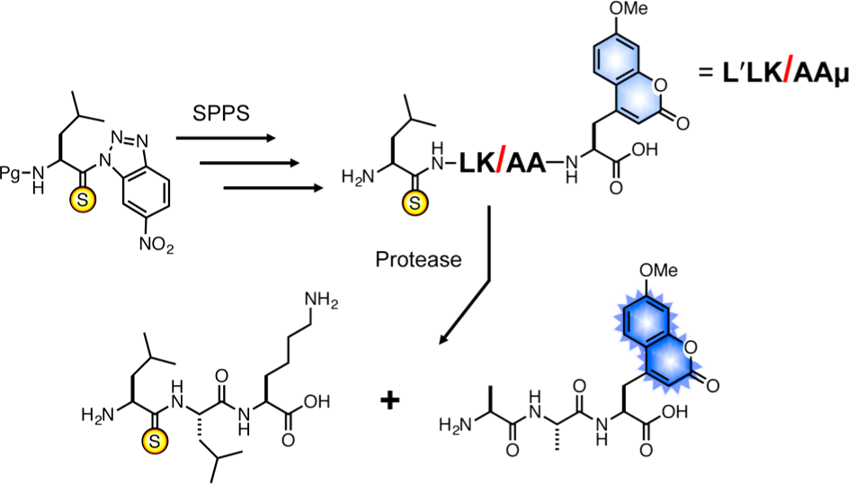 Profluorescent thiopeptides for monitoring protease activity. Thioamide (denoted by the one or three letter code of the corresponding natural amino acid with a prime symbol, e.g., L′) substrates can be prepared on solid phase from benzotriazole precursors and fluorescent amino acids such as 7-methoxycoumarin-4-ylalanine (μ). Incubation of a coumarin/thioamide labeled peptide with a protease results in cleavage and a concomitant gain of fluorescence. 