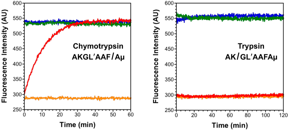 Specific monitoring of chymotrypsin activity in a dual substrate peptide. Incubation of a thioamide/7-methoxycoumarin labeled peptide with both chymotrypsin and trypsin cleavage sites results in a gain of fluorescence only in the presence of chymotrypsin.
