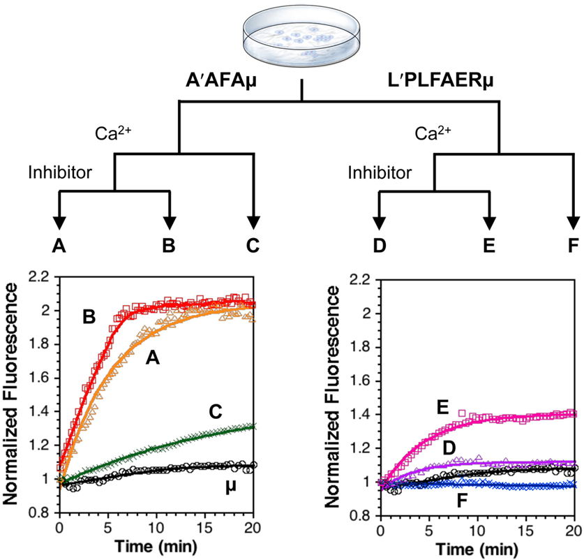 Inhibition of calpain by calpastatin peptide in cell lysate.