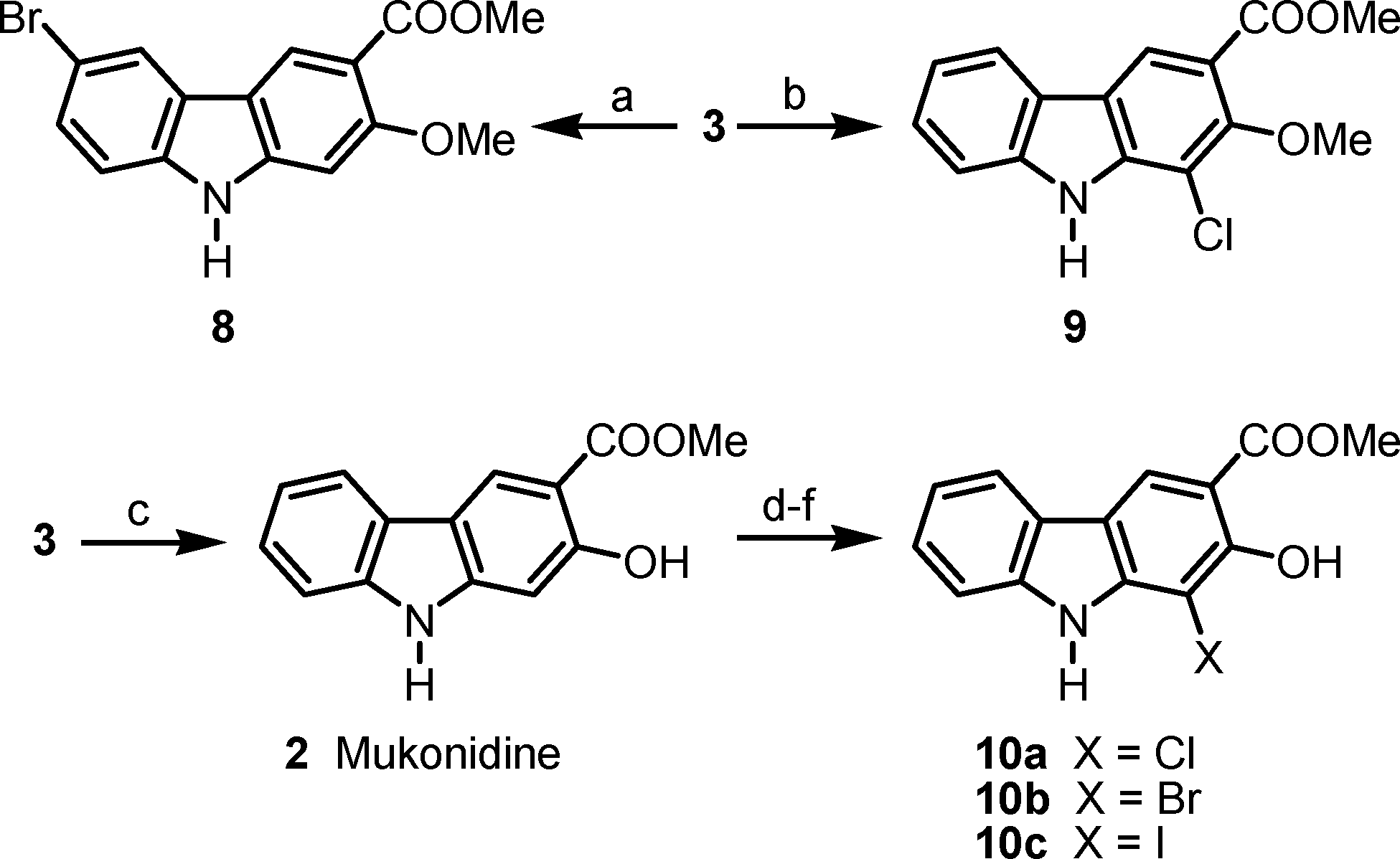 Halogenations of clausine L (3) and mukonidine (2).