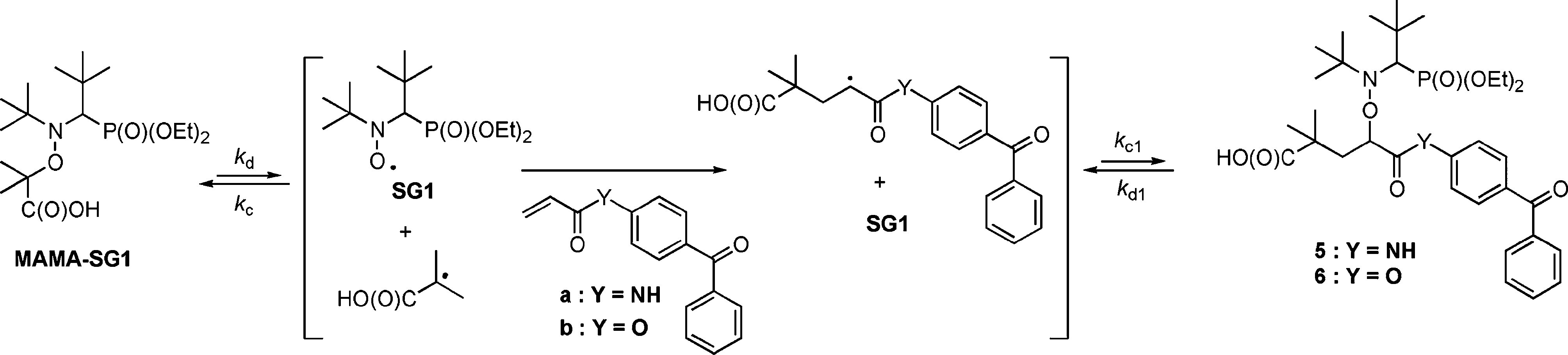 Intermolecular radical 1,2 addition of MAMA-SG1 onto benzophenone derivatives.