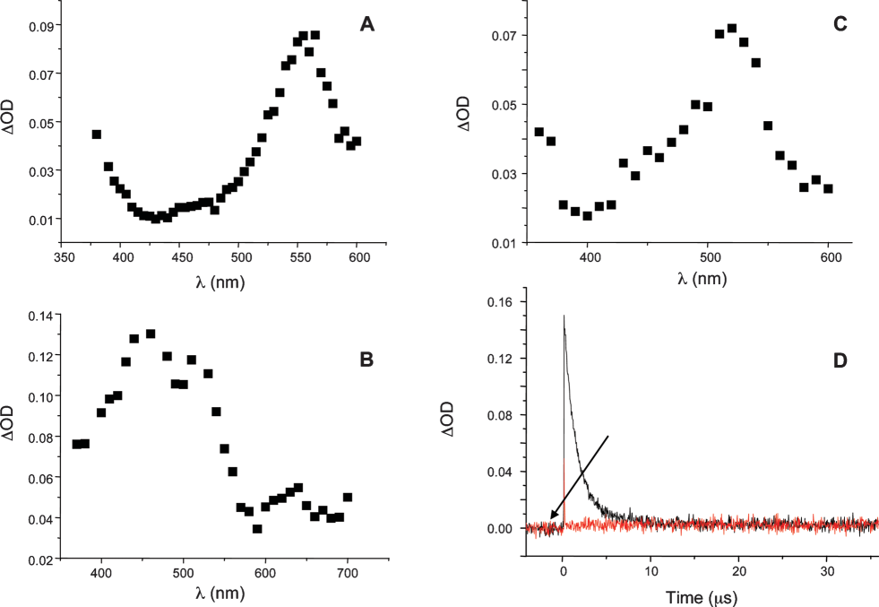 Transient absorption spectra of (A) 4, (B) 5, (C) 6 in acetonitrile at time t = 0 after laser excitation at 355 nm. (D) Transient decay at 460 nm upon addition of camphorquinone to 5 under argon.