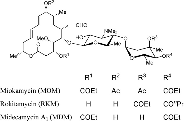 Natural antibiotic, midecamycin A1 and representative semisynthetic 16-membered macrolides, miokamycin and rokitamycin.