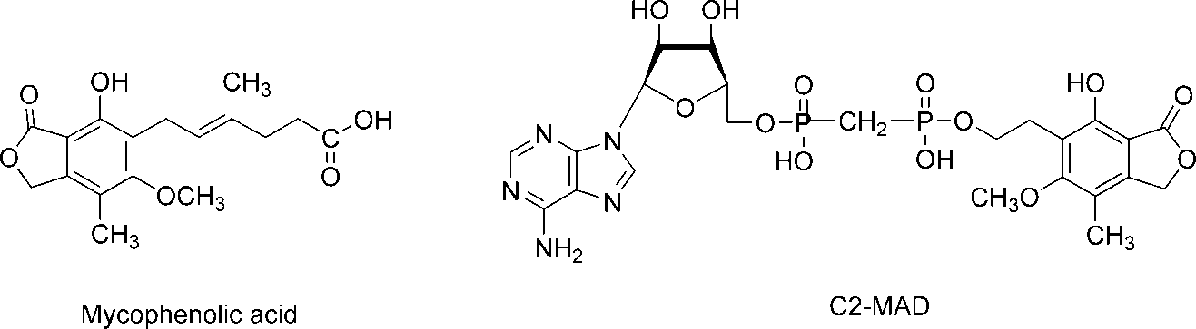 Mycophenolic acid (MPA), one of the most potent inhibitors of human IMPDH (Ki ) 10 nM), binds at the NAD binding domain of the enzyme and is used in clinic as an immunosuppressant.  C2-MAD was found to be more potent than MPA in both antileukemic activity and the ability to induce differentiation.