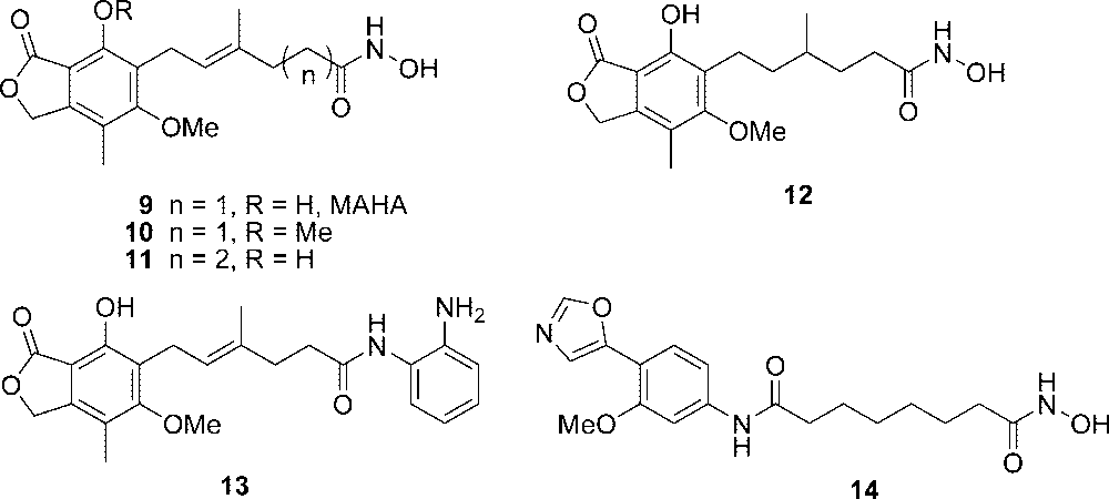 We replaced the carboxylic group of MPA with a hydroxamic acid moiety and synthesized hydroxamic acid analogue 9 (MAHA, Figure 4).
