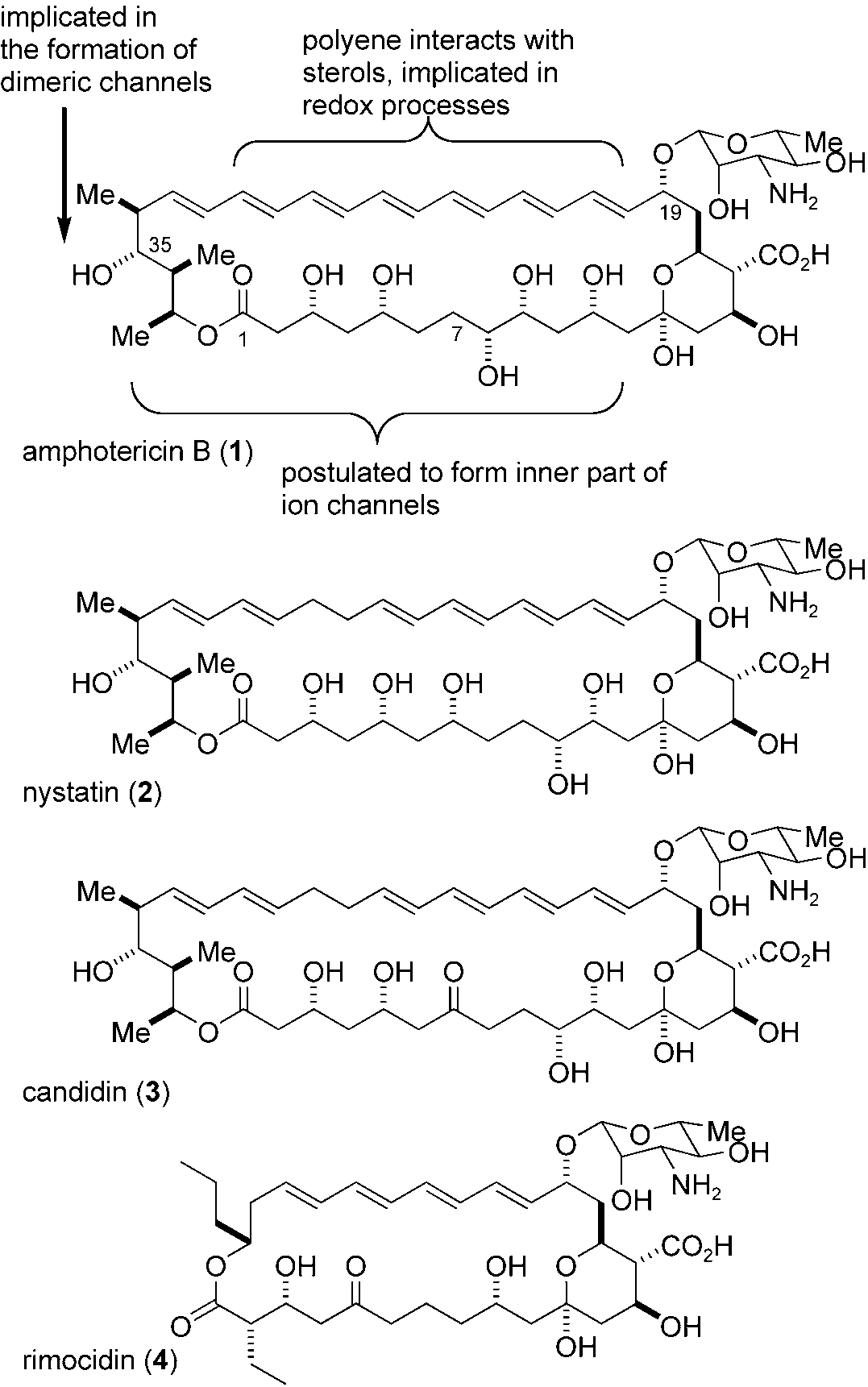 Structure of amphotericin B (1) and related mycosamine polyketides.