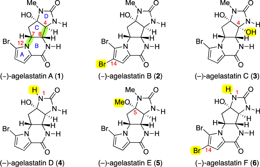 Structures of (−)-agelastatins A−F (1−6). 