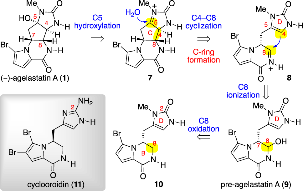 Retrobiosynthetic Analysis of (−)-Agelastatin A (1) 