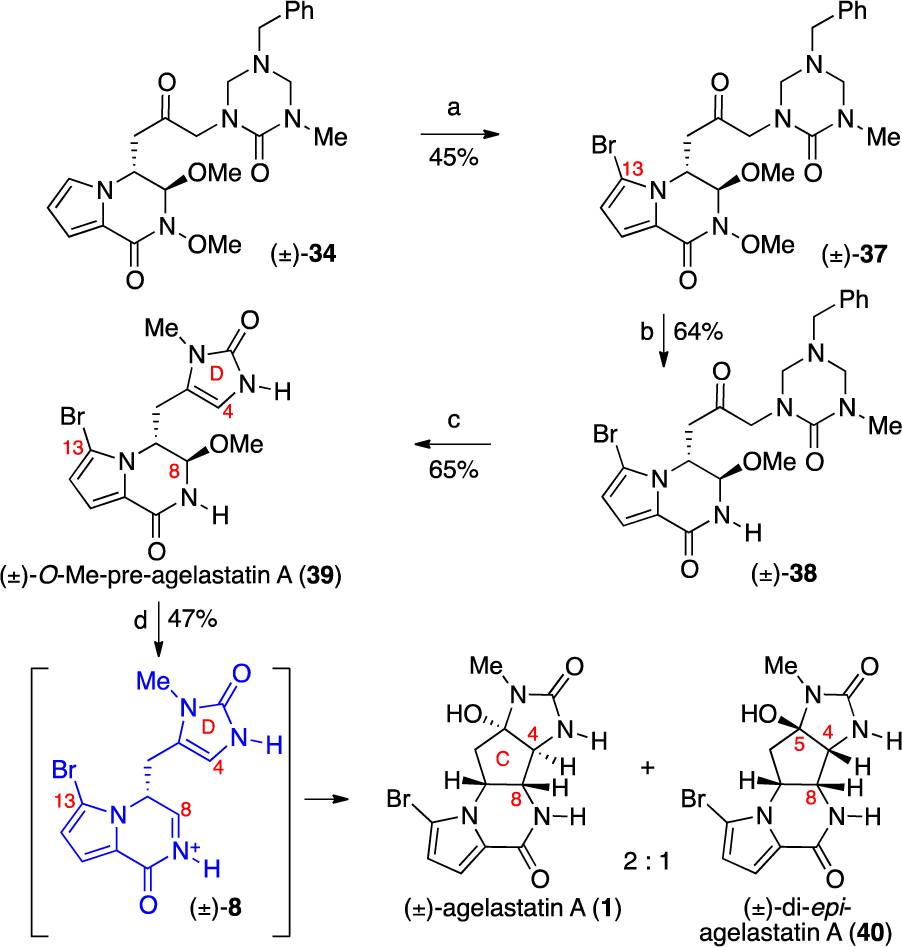 Our First-Generation Total Synthesis of ( )-Agelastatin A (1)