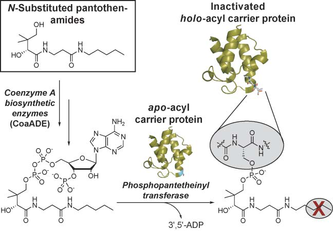 N-Substituted pantothenamides (such as N-pentyl pan-  tothenamide shown above) act as antimetabolites by forming coenzyme  A analogues which do not contain the essential terminal thiol group of  natural CoA. These analogues subsequently transfer inactive prosthetic  groups to the acyl carrier proteins that are involved in fatty acid  metabolism, thereby blocking these processes.