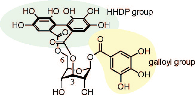 Structure of corilagin (1).