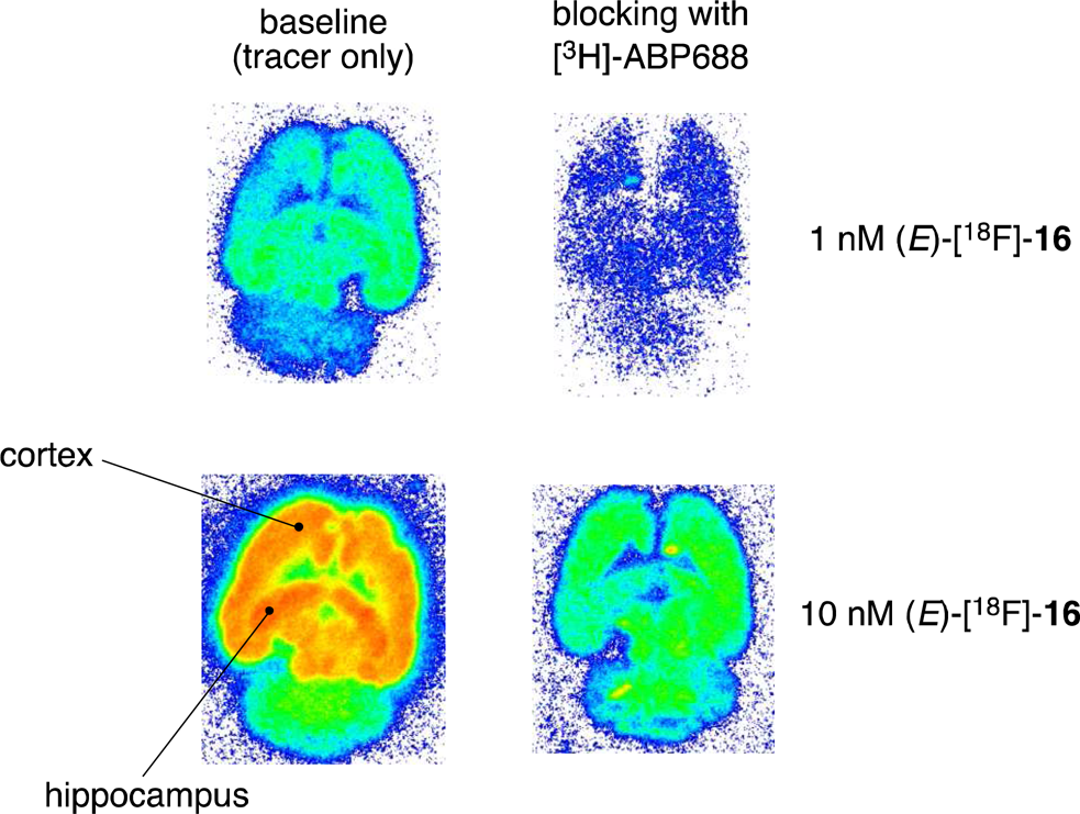 Autoradiography on horizontal rat brain slices, indicating heterogeneous distribution of activity with highest uptake in mGluR5-rich regions. The first and second rows represent application of 1 and 10 nM [18F]-16, respectively, and the first and second column represent baseline and blocking conditions, respectively. 