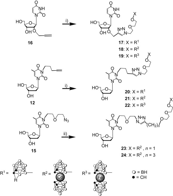 Synthesis of nucleoside borane conjugates by “chemical ligation” of nucleoside borane acceptors and borane donors: 17–24. i) 2, 5, or 6, CuSO4·5H2O/potassium ascorbate, tert-butyl alcohol/water 1:1; ii) 7 or 8, CuSO4·5H2O/potassium ascorbate, tert-butyl alcohol/water 1:1