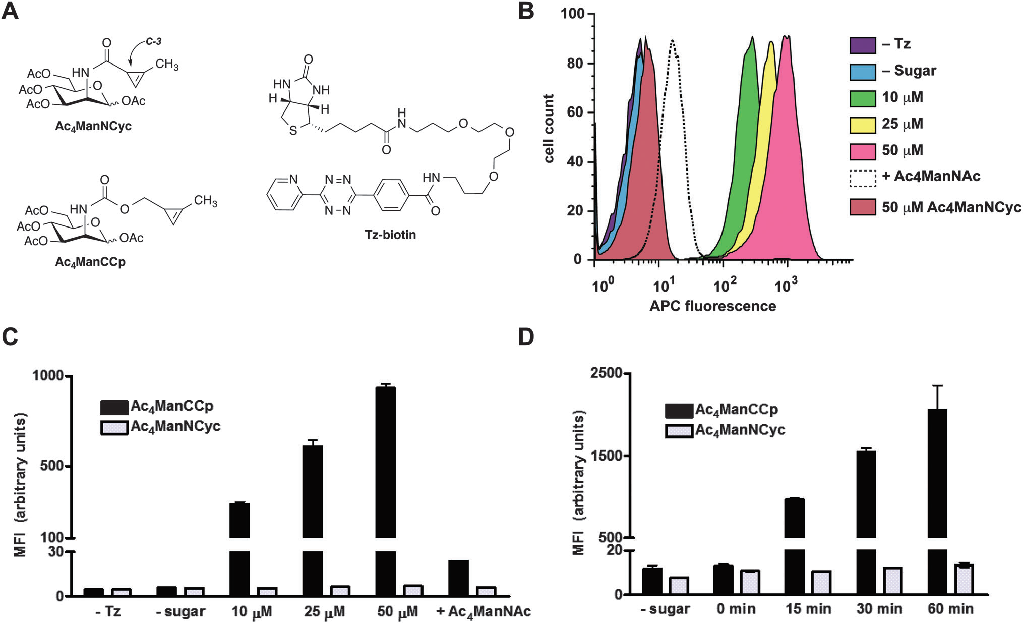 Cyclopropene-modified ManNAc derivatives can be metabolically incorporated onto cell surfaces and covalently detected with tetrazine probes.