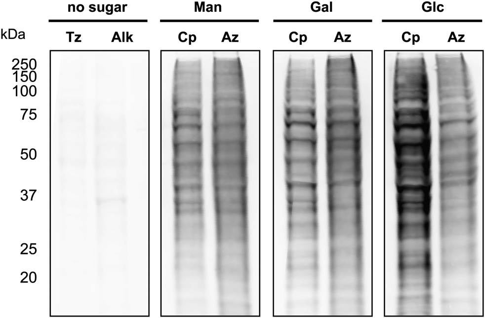 Carbamate-linked cyclopropene sugars label cellular glycoproteins. 