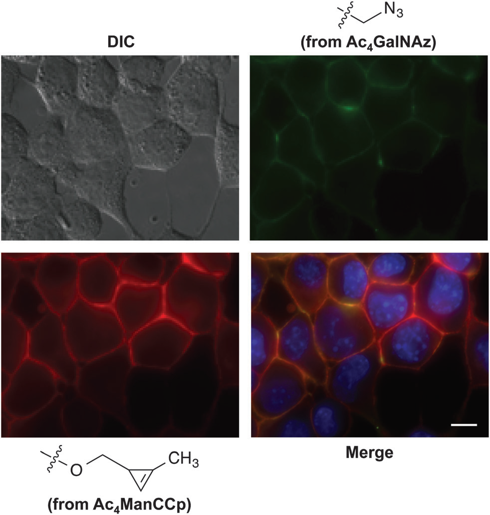 Distinct metabolic targets can be simultaneously imaged using cyclopropene and azido reporters.