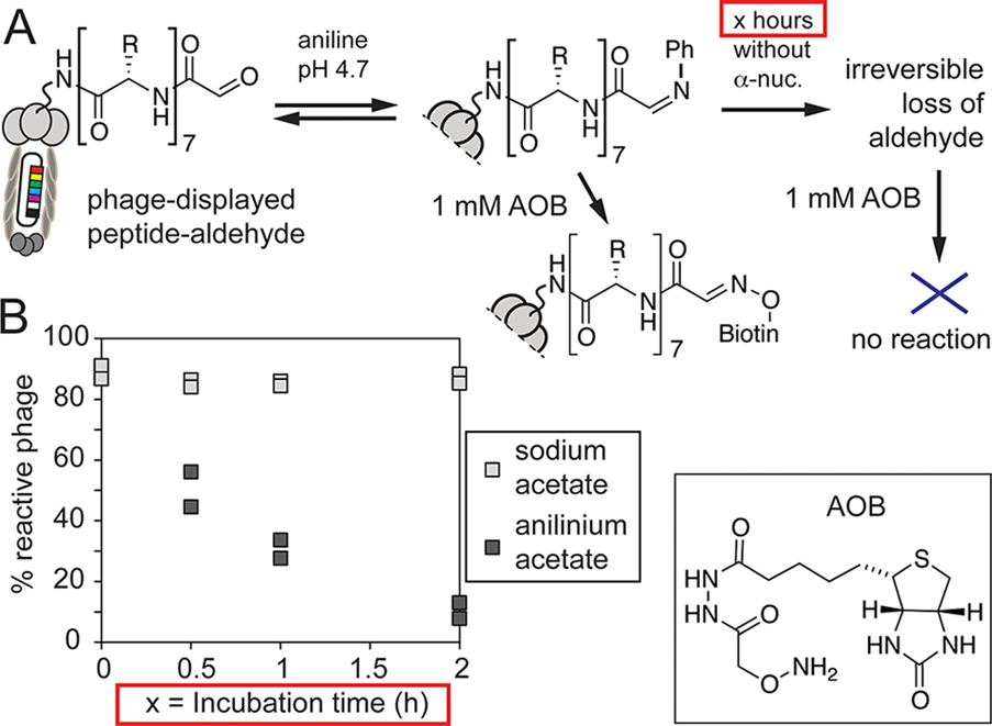 (A) Ligation of AOB to phage-displayed aldehydes is accelerated by aniline, but preincubation of phage with aniline in the absence of AOB leads to rapid loss of aldehyde and loss of reactivity toward AOB. (B) In anilinium acetate, pH 4.7, the aldehyde disappears with t1/2 ∼40 min; however, aldehydes alone are stable at the same pH in sodium acetate buffer.