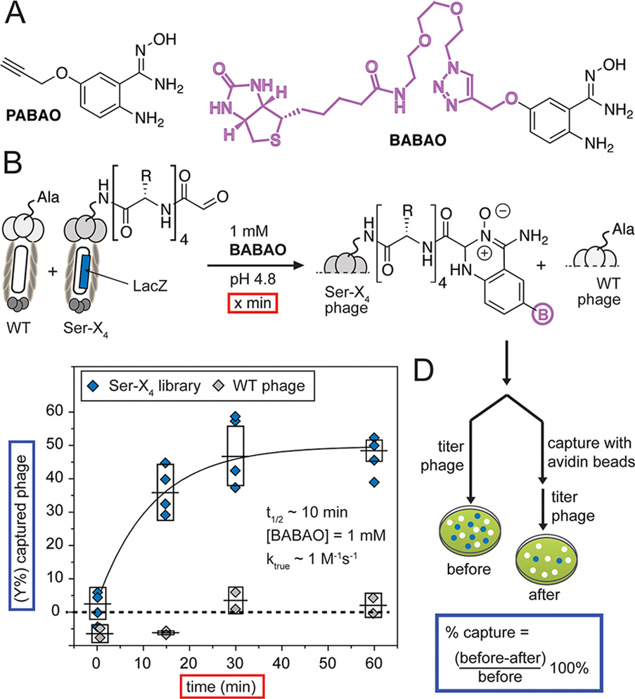 (A) Structures of ABAO derivatives that contain propargyloxy group and biotin. (B) Quantification of the reaction of BABAO with the M13 phage displaying a library of peptides with N-terminal glyoxal and wt phage displaying no aldehyde (1011 PFU/mL each). (C) Phage mixture was exposed to BABAO for the specified time. (D) To measure the reaction rate, we exposed the mixture of phage to 1 mM BABAO and  measured biotinylation as a function of time by avidin capture. Error bars represent standard deviations from four independent kinetics experiments. 