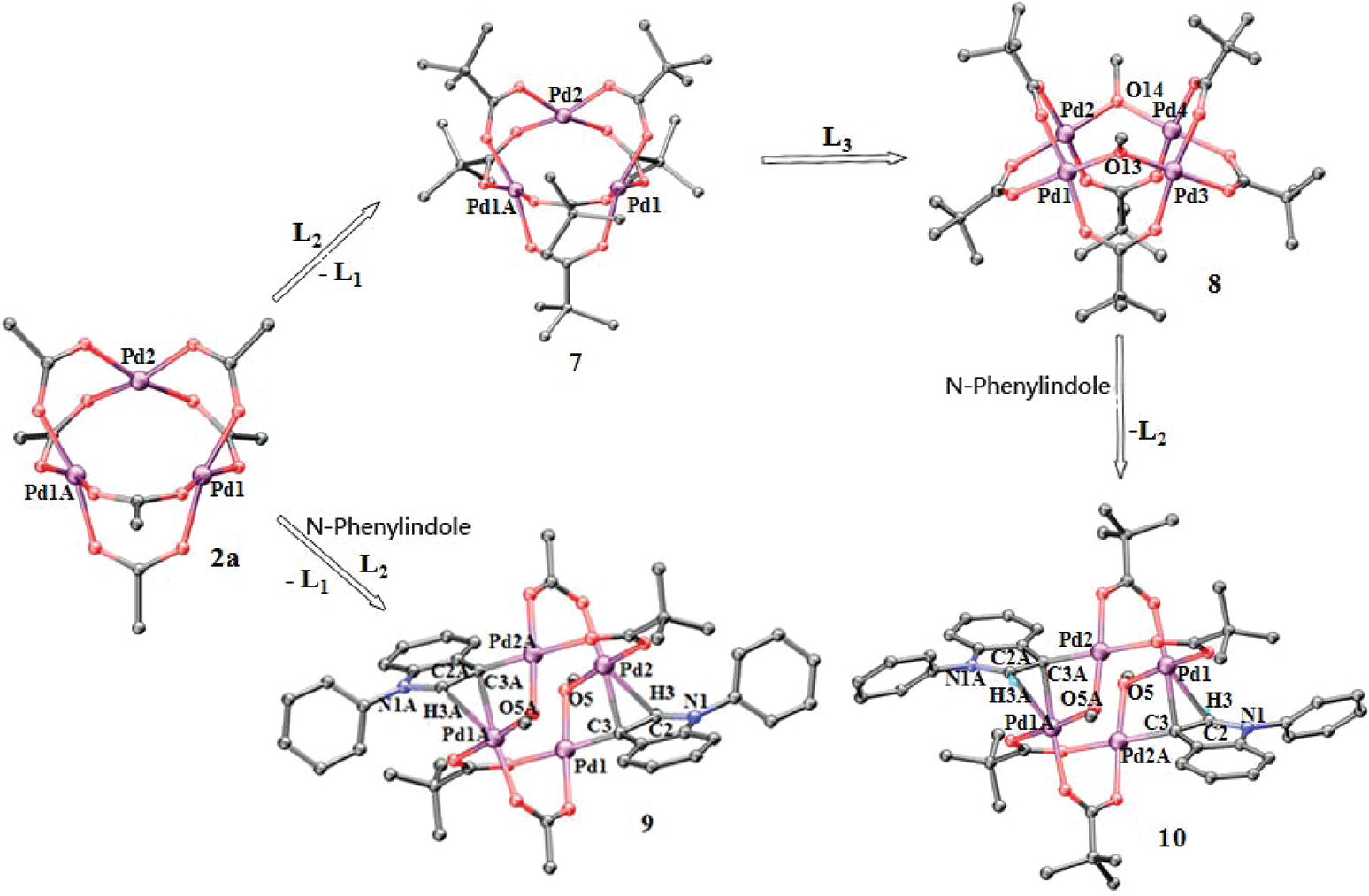 Crystal structures of 7−10 and the possible pathway to 10 through C3 palladation of N-phenylindole (L1 = OAc, L2 = PivO, L3 = MeO−).