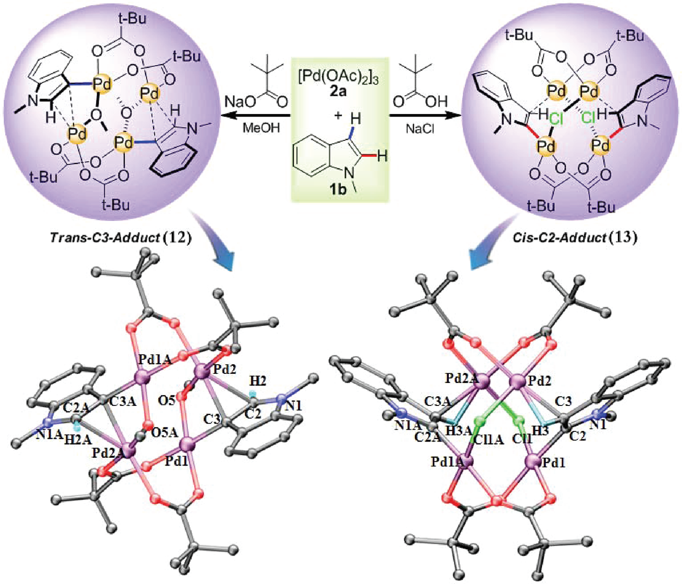 pH-Dependent Highly Regioselective Electrophilic Palladation at the C2 or C3 Position of N-Methylindole and X-ray Crystal Structures of Compounds 12 and 13