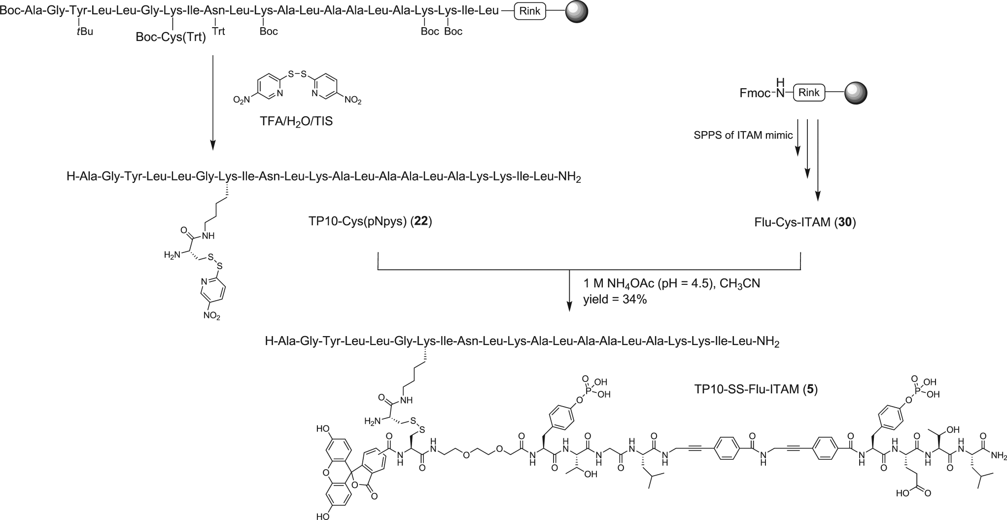 Synthesis of TP10-SS-Flu-ITAM (5). The TP10-carrier was first prepared on the resin with the Fmoc-Lys(Boc-Cys(Trt))-OH (20) building  block incorporated into the sequence (seventh residue from the N-terminus). During cleavage and deprotection the cysteine was activated, yielding  TP10-Cys(pNpys) (22). This carrier was conjugated to cargo Flu-ITAM (30) to yield the construct 5. 