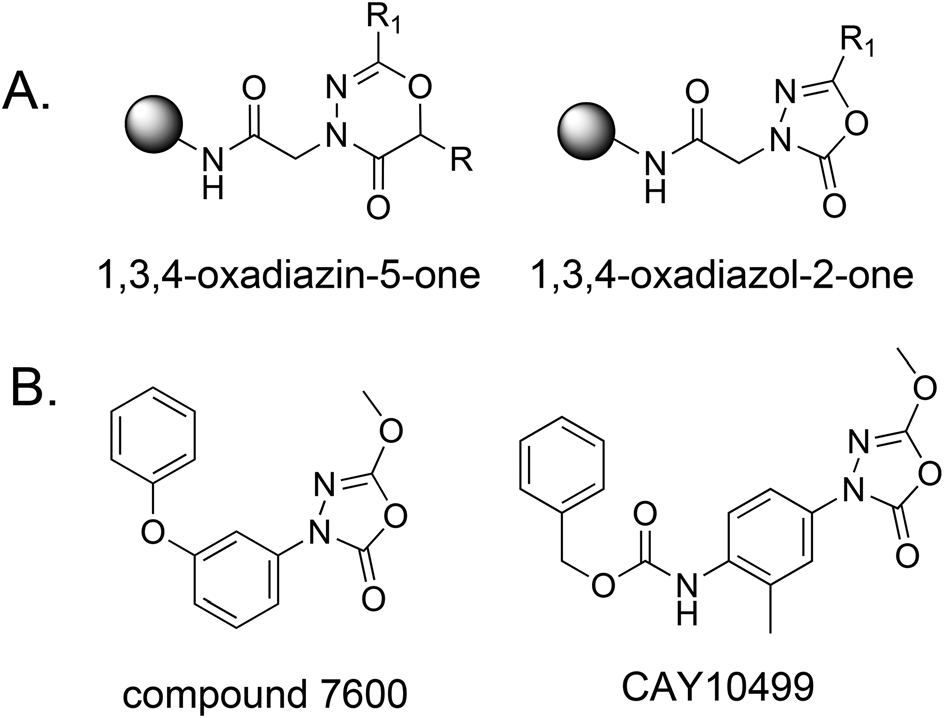 Structures and function of the target molecules of this study. (A) General structures of the two types of heterocycles created here. (B) Structures of two 1,3,4-oxadiazol-2-ones reported to be inhibitors of serine hydrolases. 