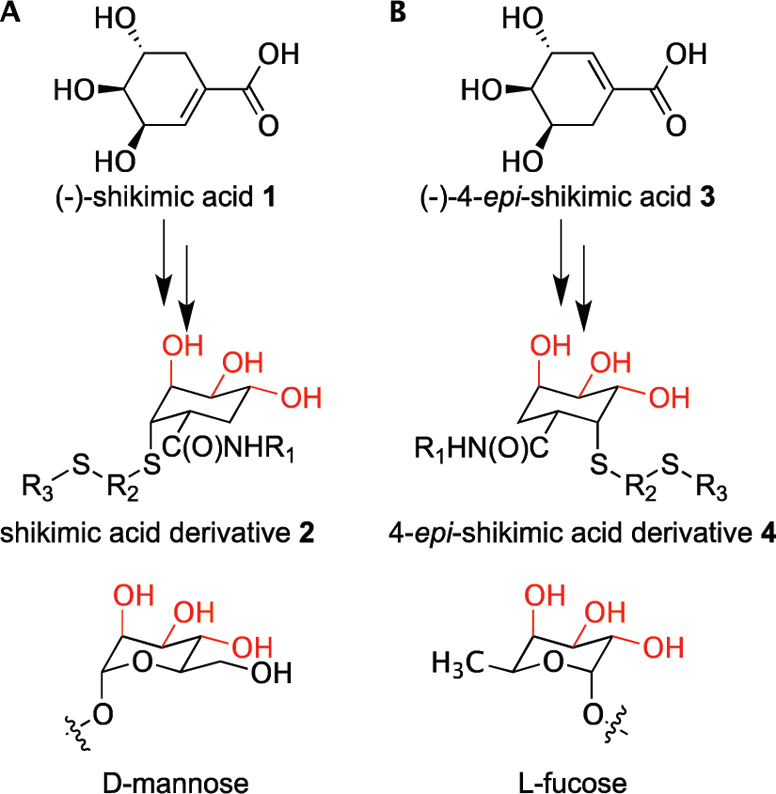 Glycomimetic scaffolds designed to mimic (A) mannose and (B) fucose. Hydroxyl groups typically involved in C-type lectin binding are highlighted in red.