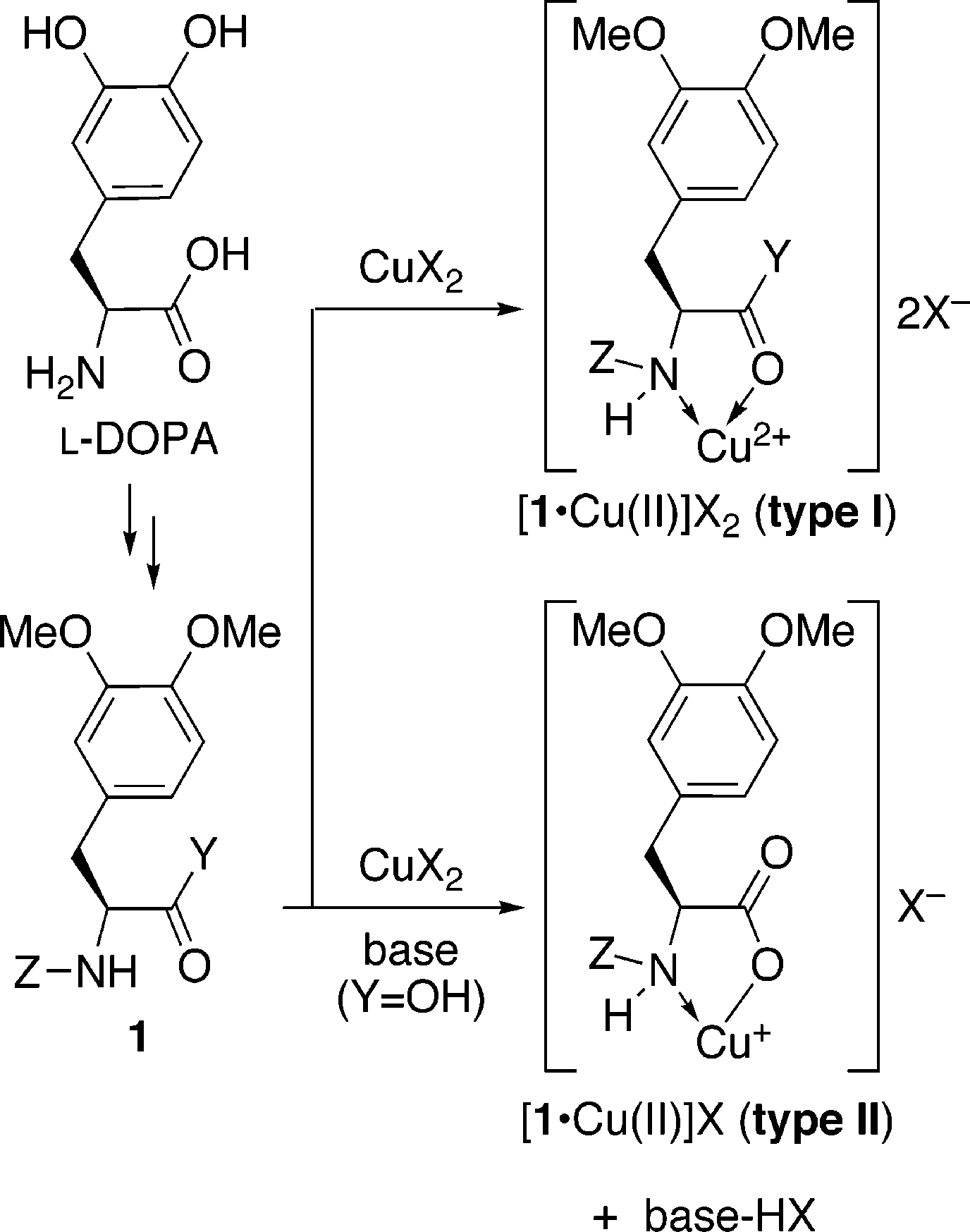 Design of l-DOPA Derivatives 1•Cu(II) Complexes