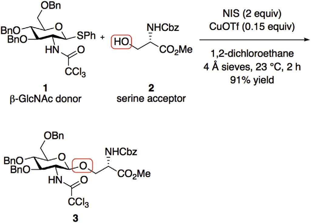 Prototypical serine O-glycosylation.