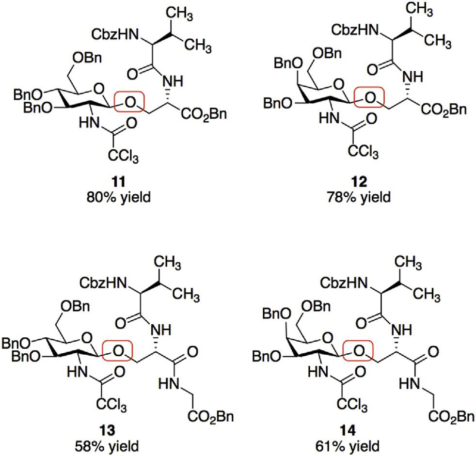 Dipeptide and tripeptide serine O-glycosylations.