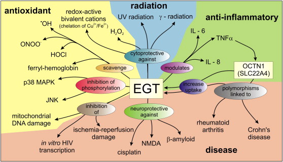 Possible roles and interactions of Ergothioneine in vivo. Functional roles as an antioxidant are highlighted in yellow, anti-inflammatory agent in green, protectant against radiation in blue and roles in disease in orange.