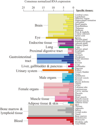 High expression of the transporter, and hence high levels of Ergothioneine, is observed in certain cells (e.g. blood cells, bone marrow, ocular tissues, brain etc.) that are likely predisposed to oxidative stress, although other tissues can accumulate high levels of ET with sustained administration.