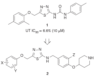 Structural modification of 1,3,4-thiadiazole based UT antagonists.
