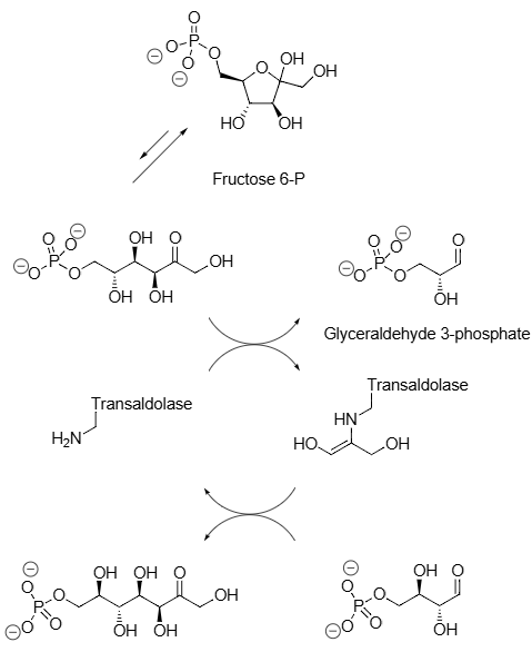 Natural reactions catalyzed by transaldolases: Erythrose 4-phosphate, Sedoheptulose 7-phosphate, Glyceraldehyde 3-phosphate.