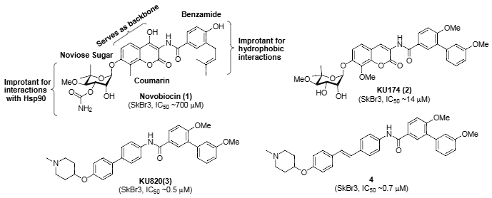 HSP90 C-terminal inhibitors: Novobiocin, KU174, KU820.