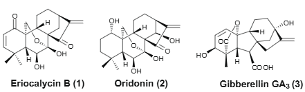Representative tetracyclic diterpenes (1–3): Eriocalycin B, Oridonin, Gibberellin GA3.